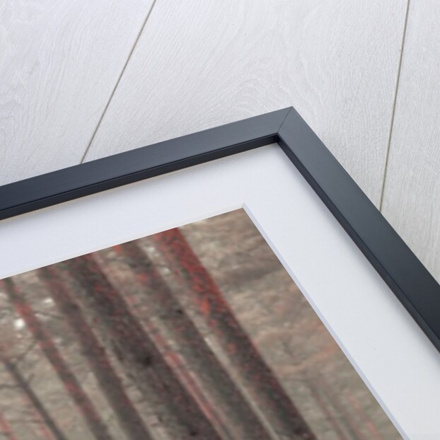 Misty Forest by Assaf Frank